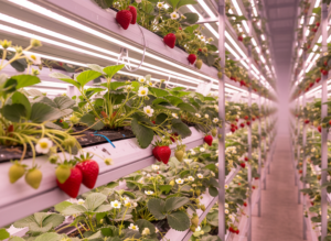 Strawberry Grow Lights