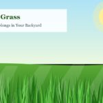 Lush green kikuyu grass lawn illustration with sunlight