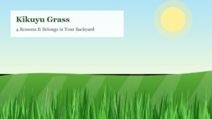 Lush green kikuyu grass lawn illustration with sunlight